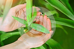 Bio organic concept background. Female hands with green tropical sprout of the palm tree. Nature protection and care idea.