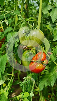 Bio organic green red tomatoes