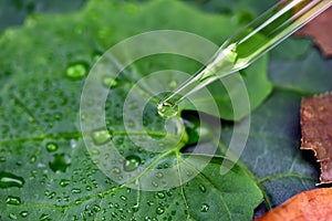 Bio organic skincare from natural oil extraction dropping on green leaf among dry leaves.