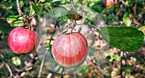 Bio red apple in the tree