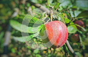 Bio red apple in the tree