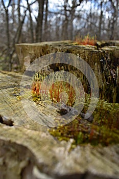 Bio Symbiosys on Bruce Trail