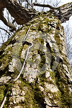 Bio Symbiosys on Bruce Trail