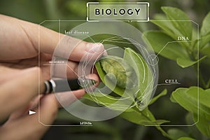 Bio technology professional engineer examining plant leaf