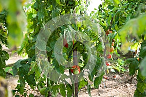 Bio tomatoes plantation