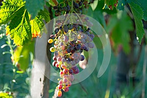 Bio winery red wine grape vineyard in Provence, south of France