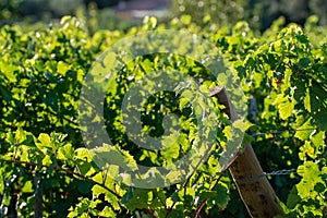 Bio winery red wine grape vineyard in Provence, south of France