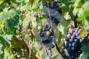 Bio winery red wine grape vineyard in Provence, south of France