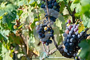 Bio winery red wine grape vineyard in Provence, south of France