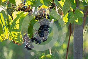 Bio winery red wine grape vineyard in Provence, south of France