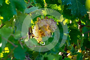 Bio winery white wine grape vineyard in Provence, south of Franc