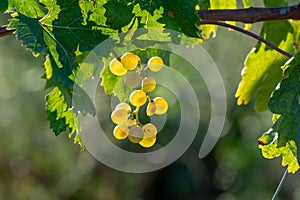 Bio winery white wine grape vineyard in Provence, south of Franc