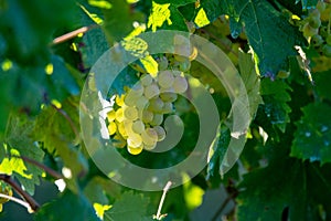 Bio winery white wine grape vineyard in Provence, south of France