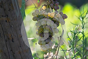 Bio winery white wine grape vineyard in Provence, south of France