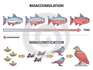 Bioaccumulation vs biomagnification toxic poisoning process outline diagram photo