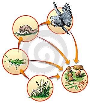 Food chain
