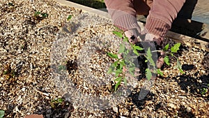 biochar in the vegetable garden. using charcoal by a gardener holding a plant to fertilize