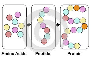 Biochemial structure of amino acids, peptides and proteins molecular model