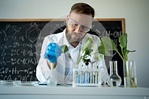 biochemist in latex gloves touching test tube with small plant while doing experiments in biotechnology lab