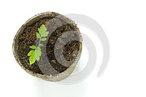 Biodegradable Peat Moss Pot with Tomato seedlings isolated on white background