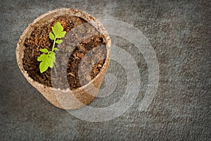 Biodegradable Peat Moss Pot with Tomato seedlings on a textured