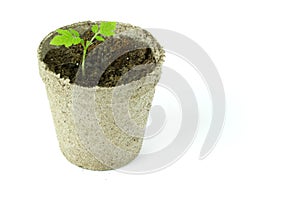 Biodegradable Peat Moss Pots with Tomato seedlings isolated on w