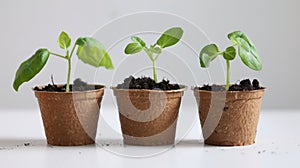 Biodegradable Planting Pots for Seedlings photo