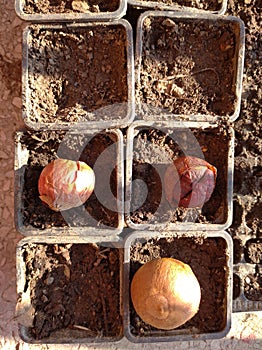 Biodegradable and tiny plastic pots for spring planting season off the ground with avocado seeds