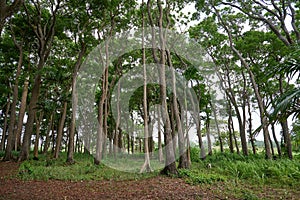 Biodiverse forest growing on red sand, with grassland and woods in the background