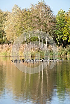 Biodiversity Haff Reimech, wetland and nature reserve in Luxembourg, pond surrounded by reed and trees, bird watching observation