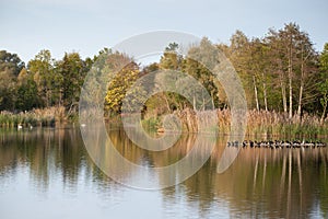 Biodiversity Haff Reimech, wetland and nature reserve in Luxembourg, pond surrounded by reed and trees, bird watching observation