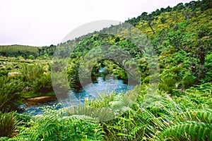 Biodiversity of Horton Plains National Park,Srilanka