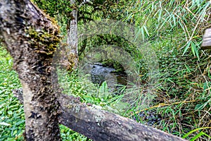 The biodiversity of Mount Elgon run by Uganda Wildlife Authority.