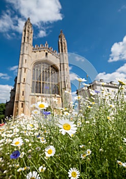 Biodiversity-rich wild flower meadow full of chamomile daisies and cornflowers in front of King`s College Chapel, Cambridge UK.