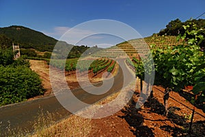 Biodynamic Grape Vines photo