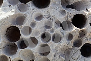 Bioerosion traces of boring organisms