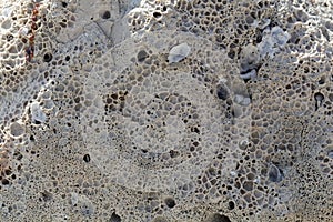 Bioerosion traces of boring organisms