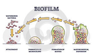 Biofilm formation stages with development and dispersion outline diagram