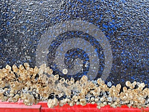Biofouling on a ship hull photo