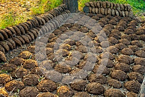 Biofuel from Cow Dung Cakes in Punjab Farmland photo