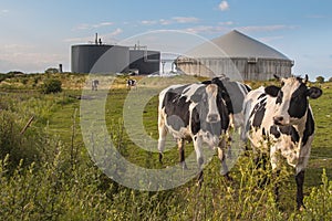 Biogas plant with Cows