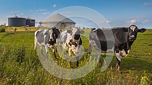 Biogas plant with cows on a farm