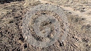 Biogenic soil crust - Living soil - Desert - Utah