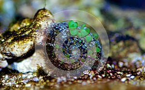 Bio-hazard bounce mushroom ear coral photo
