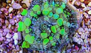 Bio-hazard bounce mushroom ear coral photo