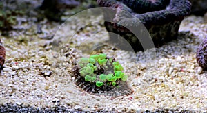 Bio-hazard bounce mushroom ear coral photo