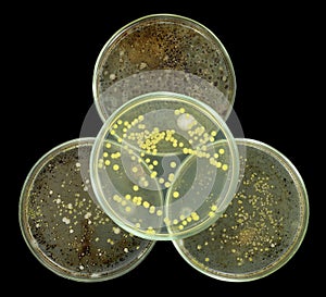 Biohazard symbol interpretation by petri plates composition isolated photo