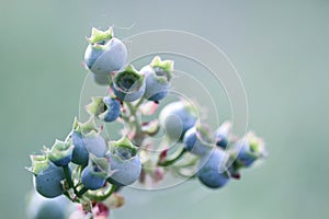 Biologic Ripened Blueberries of Tuscany