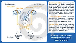 Biological asymmetry. Vector scheme. Body and brain. photo