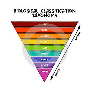 Biological classification taxonomy rank - relative level of a group of organisms a taxon in a taxonomic hierarchy, education